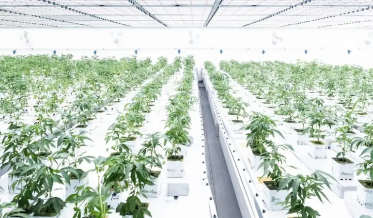 The Rise of Indigenous Cannabis Dispensaries in Canada