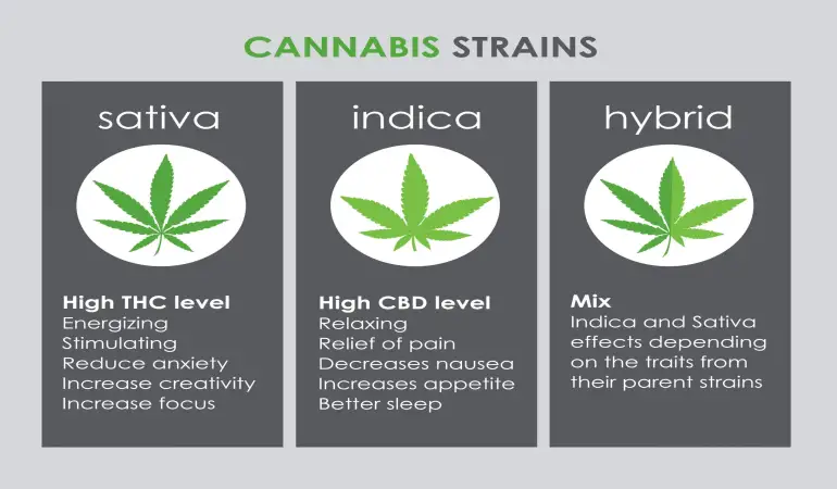 The Ultimate Guide to Cannabis Strains: Indica, Sativa, and Hybrids Explained