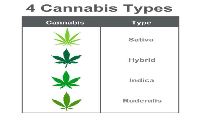 Cannabis 101: Understanding How Cannabis Gets You High, The Role of THC and Terpenes