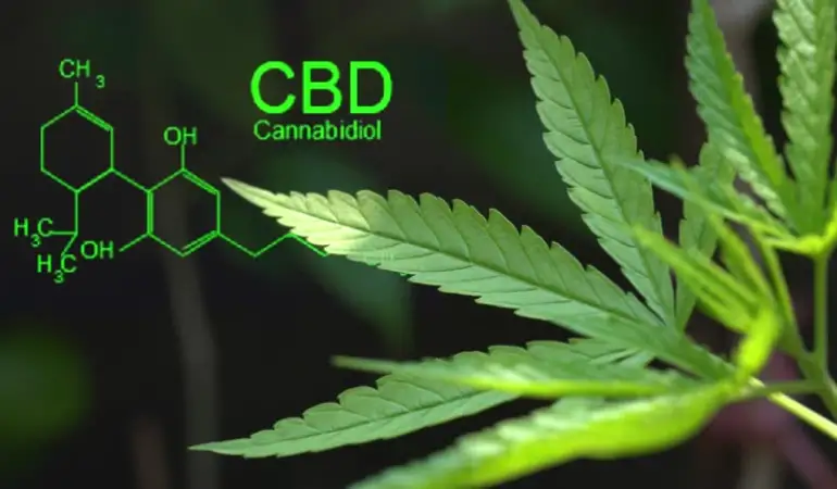 CBD 101: Benefits, Consumption Methods, and Effects